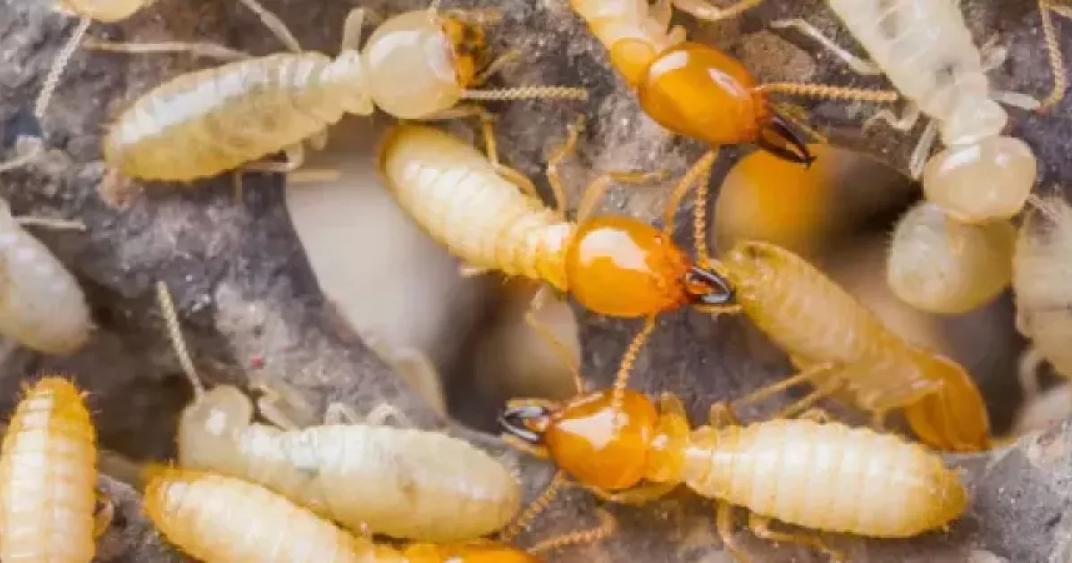 Is Your Charleston Home At Risk For Termites?