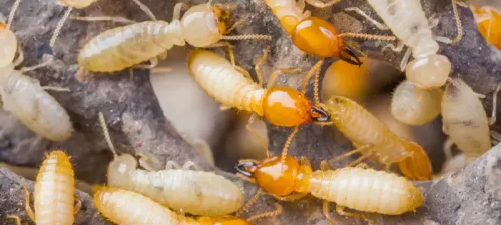 Is Your Charleston Home At Risk For Termites?