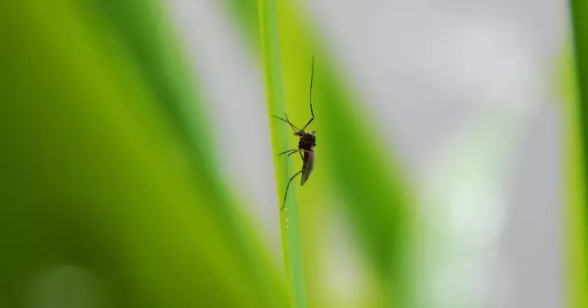 Why You Need Mosquito Control In Charleston